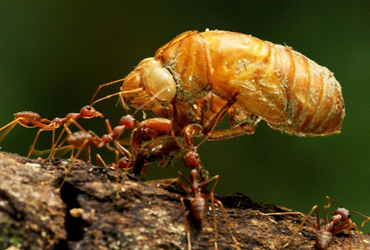 JB Queens NY Pest Control Ants