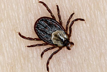 JB Queens NY Pest Control Fleas Ticks