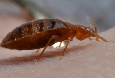 JB Queens NY Pest Control Bed Bugs Bedbugs