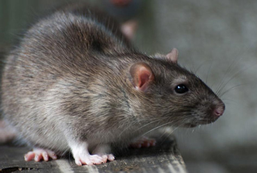 JB Queens NY Pest Control Mice Rats Mouse