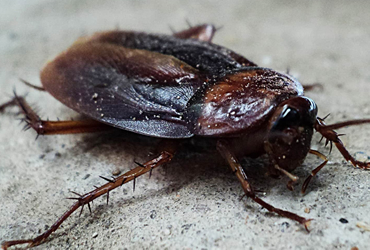 JB Queens NY Pest Control Roaches