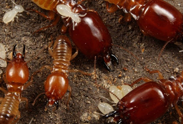 JB Queens NY Pest Control Termites